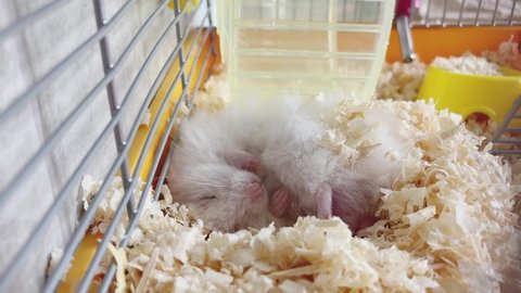 Golden hamster sleeps in the cage. Syrian hamster napping in sawdust.