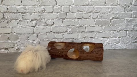 White Syrian hamster plays with a wooden tunnel on the table