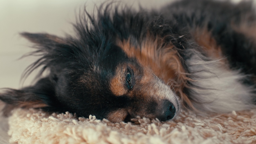 Funny sleeping old furry dog Royalty-Free Stock Footage #1088219879