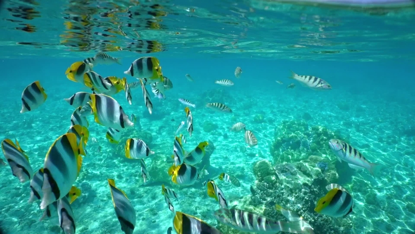 Underwater, Tahiti. Tropical fish swimming in clear blue water. Bora Bora island, French Polynesia. Honeymoon vacation activities, snorkeling tour.  Royalty-Free Stock Footage #1088221999