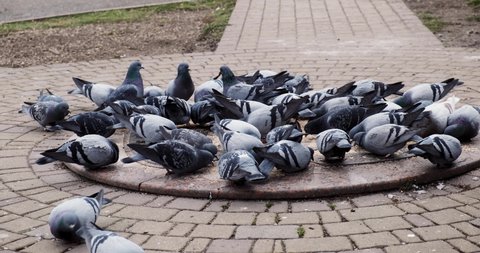 Pigeons peck millet and bread crumbs in the city park. The concept of wild birds, feeding and caring for birds. Doves. Gray pigeons