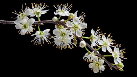 Time Lapse of flowering white flowers of cherry plum on tree branch isolated on background. Spring time-lapse of opening flowers of wild plum, close-up.