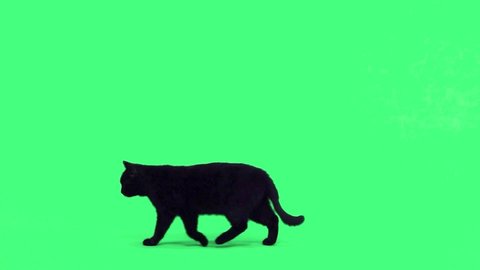 slow motion. black cat appears on the green screen, moves and disappears