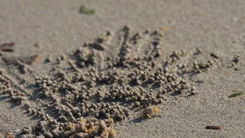 Little crab makes balls of sand on the beach to the sound of the sea