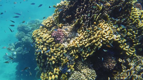 underwater coral reef. Beautiful underwater coral garden seascape, in the sunlight, with colorful, exotic, tropical fish. Marine life. sea world. Underwater healthy coral garden.