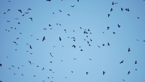 flock of birds flying in the sky crows. chaos of death concept. group of birds flying in the sky. black crows in a group circling against the sky. migration fly movement of birds from warm countries