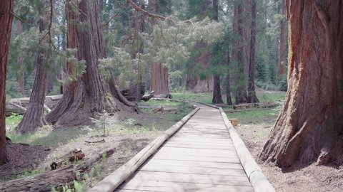 Boardwalk Trail in Sequoia National Park