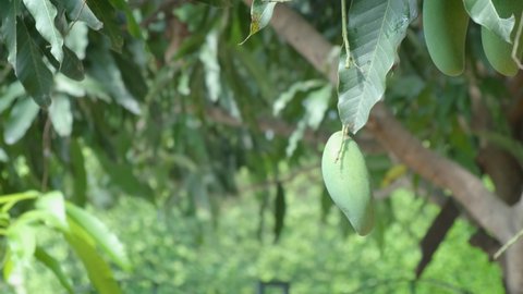 The mango tree is full of mangoes in the Mango season in Thailand, organic fruit and vegetable concept. senior man elderly gardener's hand who are picking mangoes and plucking mangoes from the trees