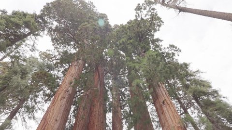 Sequoia Trees Group in Sequoia National Park