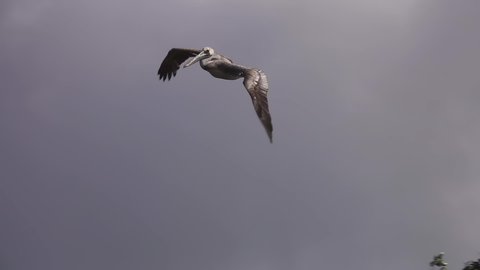 Pelican in Flight against Sky