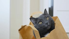 A cute gray cat close-up looks into the frame while sitting in a paper bag from the supermarket. Funny cat climbed into the bag and hid in it. Love for pets. Cats live with us in the same house.