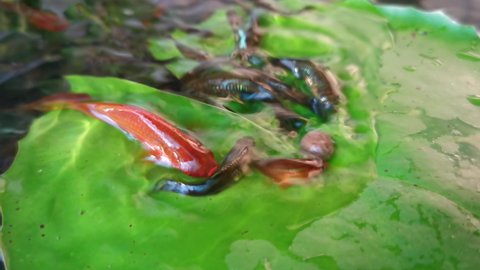 Guppy and Red swordtail Fish eating food on a green lotus leaf in a pond.