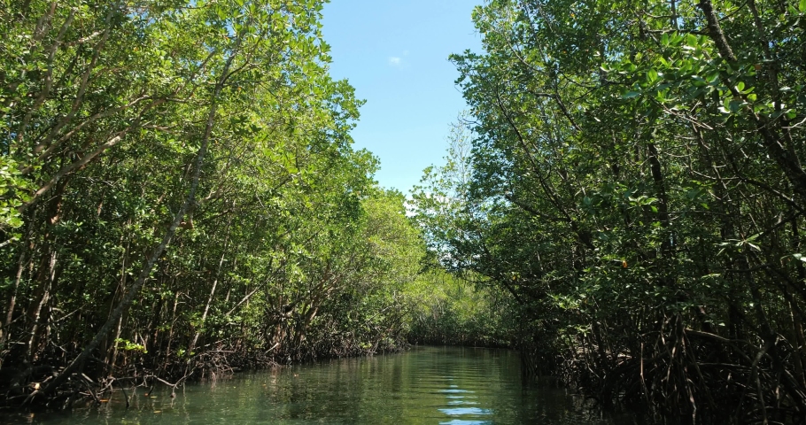 Mangrove forest along the green water in the stream.