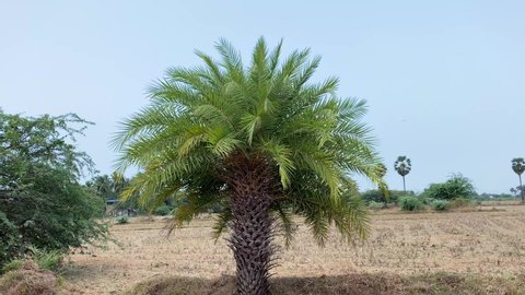 Lonely Greenish indian Date Palm Tree - Selective focus