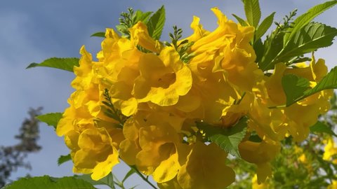 Footage Full HD 1080p, low angle. Yellow elder (Tecoma stans). Bright yellow flowers, a tropical shrub.