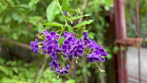Footage Full HD 1080p close-up (flowers only). Golden Dewdrop (Duranta erecta). Purple flowers are shrubs and poisonous.