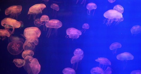 4K Group of Jellyfish .


