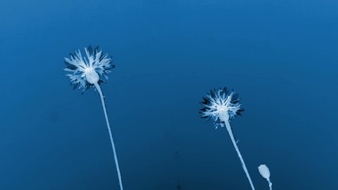 Small dandelion plants in X-ray mode waving on the breeze of the wind in Estonia