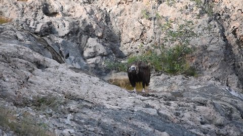 Cinereous Eurasian Black Vulture, Aegypius monachus. Big bird of prey sitting on rocky mountain, nature habitat. Wet bird itches and dries feathers.