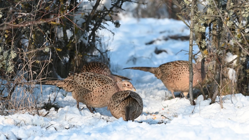 Common Pheasant Phasianus colchicus in the wild. A group of birds walks in the snow looking for food.