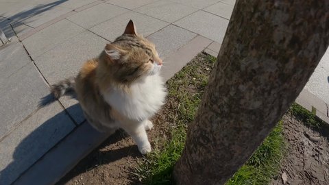 Street cat. Kind happy street cat. Cat on the face of Turkey