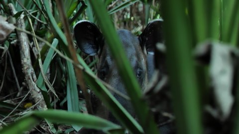 Tapirus bairdii wildlife corcovado park Costa Rica Tapir 