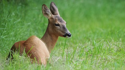 Roe deer in grass, Capreolus capreolus. Animal in the wild.