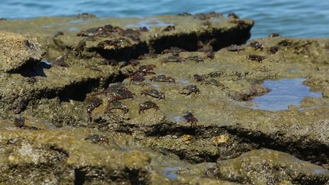 crabs crawl on stones near beach, ground view