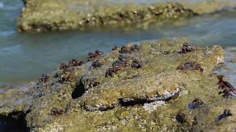 crabs crawl on stones near beach, ground view