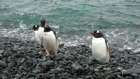 A Family of Penguins on the Shores of the Antarctic Peninsula. Couple Flapping Wings in Close-up. Antarctica Polar Winter Landscape. Behavior Of Wild Animals Adelie Penguins.