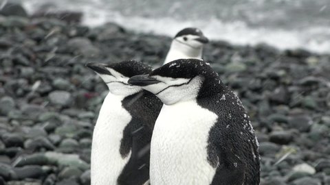 A Family of Penguins on the Shores of the Antarctic Peninsula. Couple Flapping Wings in Close-up. Antarctica Polar Winter Landscape. Behavior Of Wild Animals Adelie Penguins.