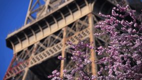 4k video. Spring in Paris, France. Beautiful view with the blossom spring flowers on a tree at the bottom of the Eiffel Tower landmark.