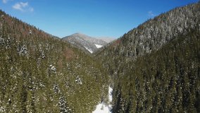4k video. Aerial view lift movement over a beautiful fir forest in the heart of the mountains, after the snow melts in the spring.
