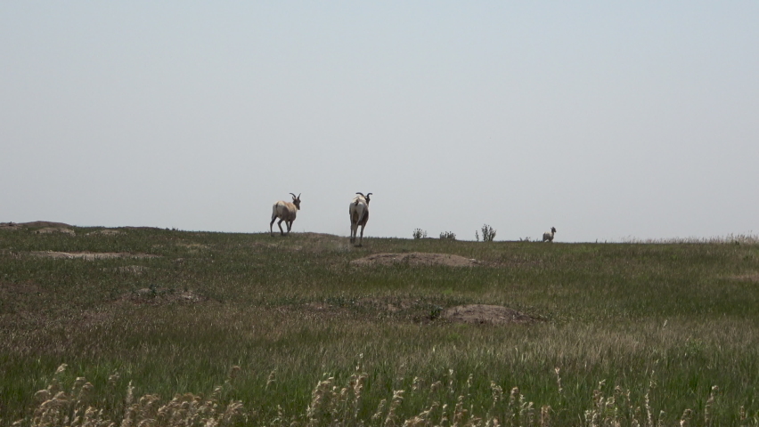 Big horn sheeps in the Badlands National Park, South Dakota