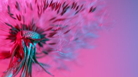Super Slow Motion Of Bloomed Dandelion Illuminated By Neon Lights. Filmed On High Speed Cinema Camera, 1000 Fps.