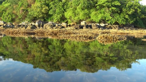 staghorn reef during low tide at dawn The water was rising and flooding the coral reefs. natural beauty in the sea.
reflection of Coral reefs in the background. 4k vdo
