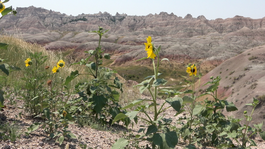 Sunflowers in the wind, Badlands National Park, South Dakota