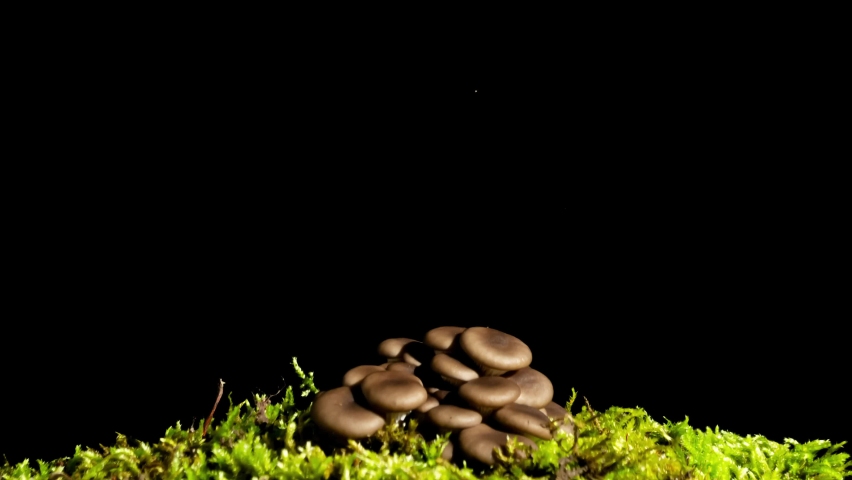 Sprouting Oyster Mushroom Time Lapse fall. Fungus shirataki on isolated black background autumn accelerated time-lapse Royalty-Free Stock Footage #1088250045