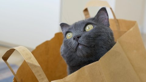 A cute cat close-up sits in a paper bag from the supermarket and meows showing its white fangs. Funny cat climbed into a paper bag and meows.