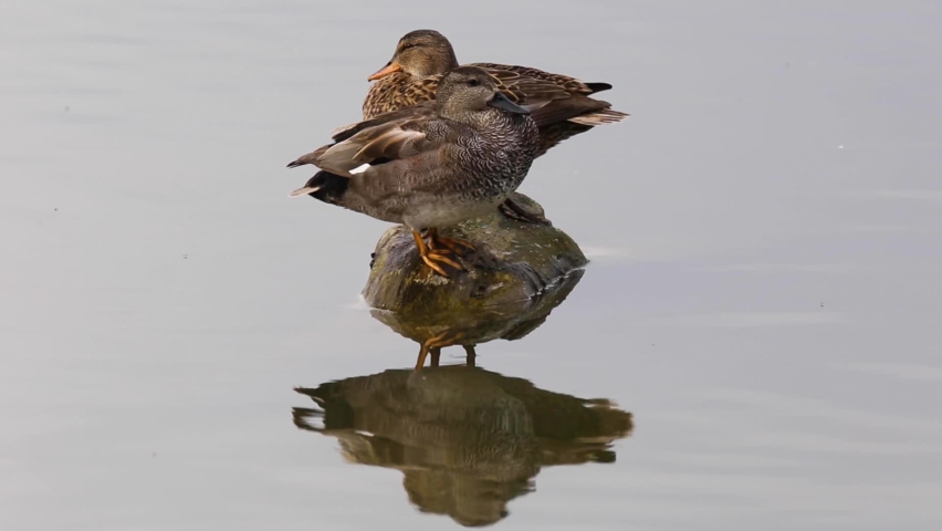 Mallard in spring in Aiguamolls De L Emporda Nature Reserve, Spain