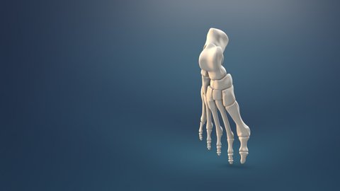 Human foot bone medical background