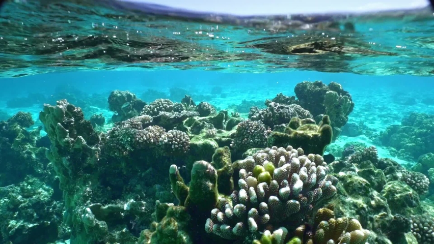 Underwater, Tahiti. Tropical coral reef in clear blue water. Bora Bora island, French Polynesia. Honeymoon vacation activities, snorkeling tour.  Royalty-Free Stock Footage #1088254859