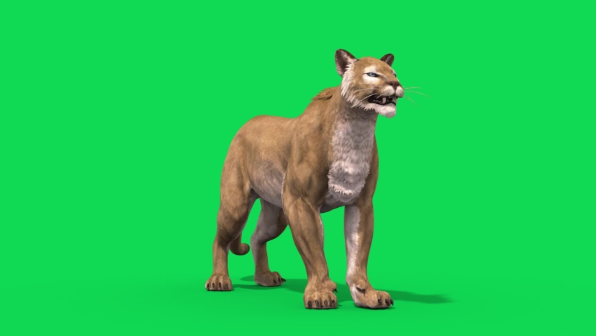 Puma Green Screen Idle Look Around Loop Animals 3D Rendering Animation | Shutterstock HD Video #1088255539