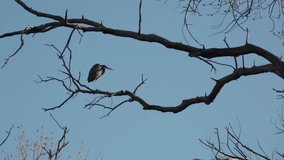 A great blue heron perched on a large bare tree branch turns and sees a red tailed hawk approaching then flies away to the right as the hawk comes in from the left. Video at one half speed. 