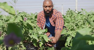 Video of african american man checking plants in greenhouse. modern organic farm, agriculture business and technology concept.