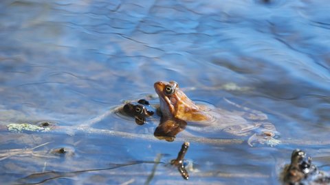 Two frogs mating on the banks of a freshwater pond.