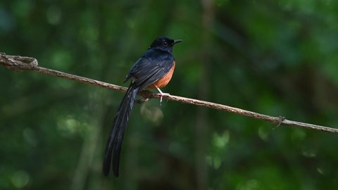Lovely tail display while perched on a vine then flies away, White-rumped Shama Copsychus malabaricus, Thailand.