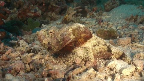 Humpback Scorpionfish walking over reef
