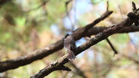 Seen from its back as it looks to the left while moving its tail, Sooty-headed Bulbul Pycnonotus aurigaster, Phu Ruea, Ming Mueang, Loei in Thailand.