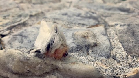 4k footage of a furry and poisonous megalopyge opercularis moth caterpillar crawling and moving across background with white marble stones during a summer afternoon